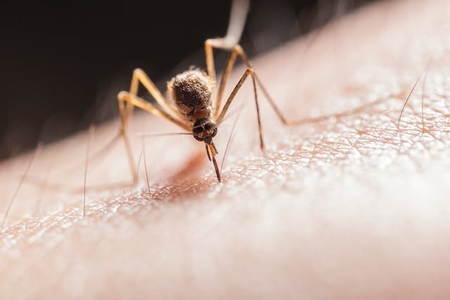 These are the 7 Warning Signs of Dengue Fever you Should Know