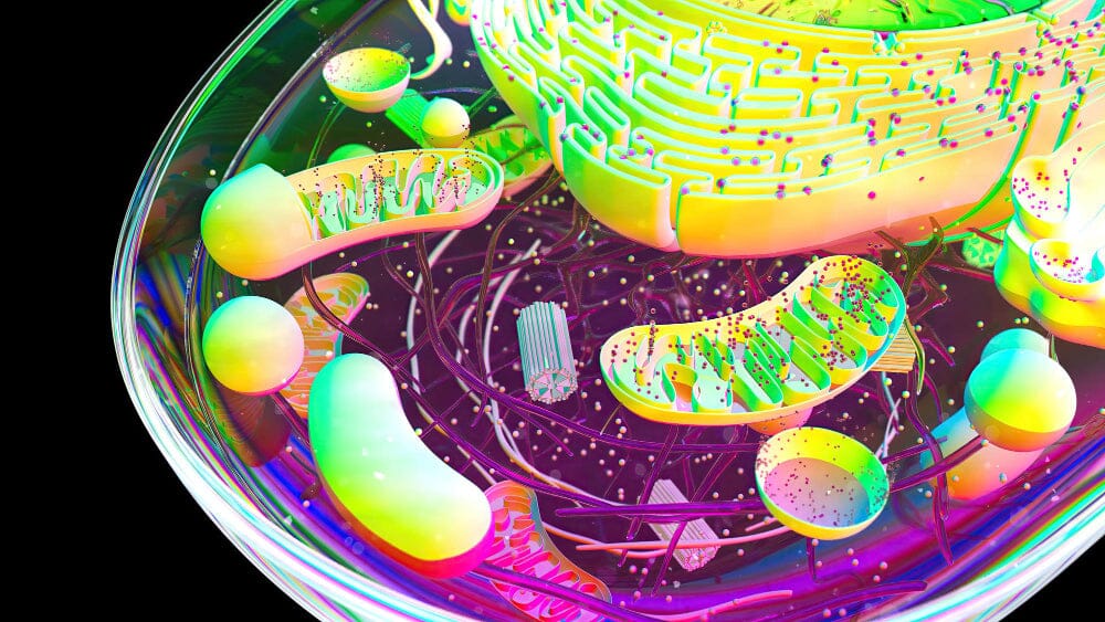 Pepsin | Pepsin: Role in Digestion, GERD, and Health Implications