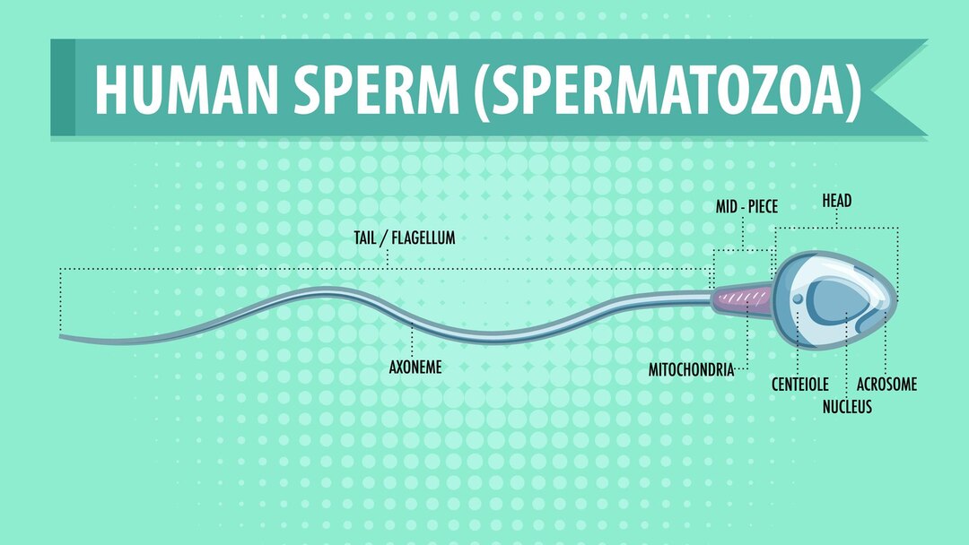 Top Foods to Increase Sperm Count and Enhance Fertility Naturally