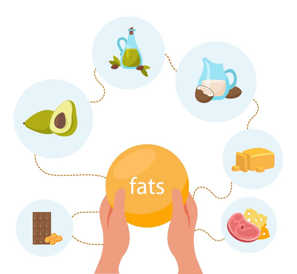 Lipid Metabolism Explained: Pathways, Disorders, and How Your Body Processes Fats