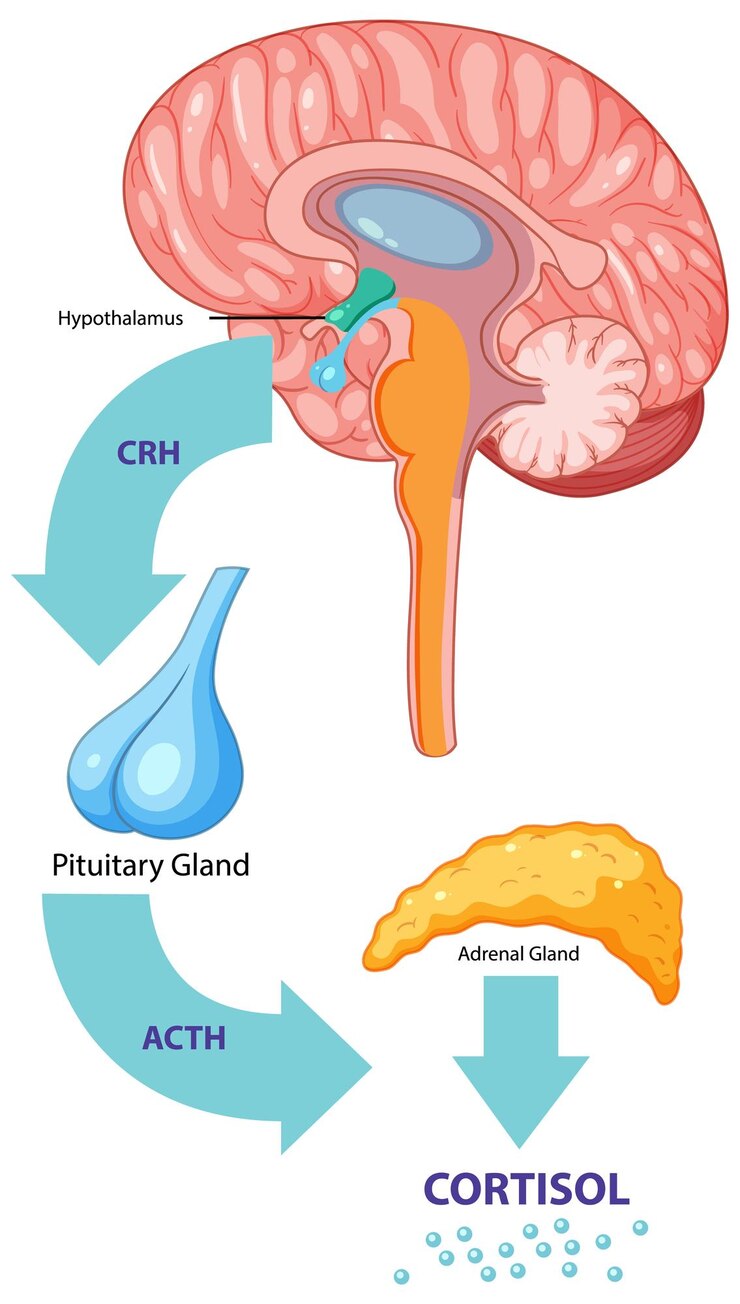 Cortisol and Stress: Understanding the ‘Stress Hormone,’ Its Effects, and How to Keep It Balanced