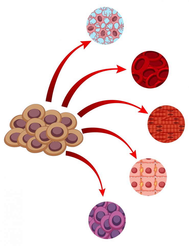 Ghrelin – The Hunger Hormone and Its Role in Appetite Control