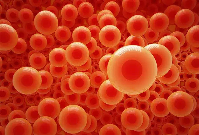How to Increase Hemoglobin Naturally: Normal Levels, Causes & Foods