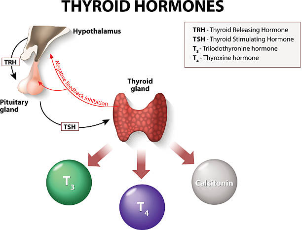 T4 Normal Range | Thyroid Stimulating Hormone |  Thyroid Gland | Thyroid Hormone | 