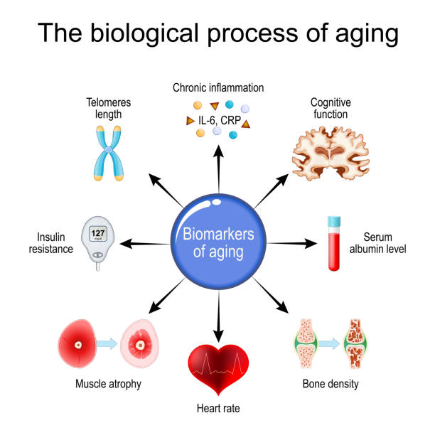 Chronological Age vs. Biological Age