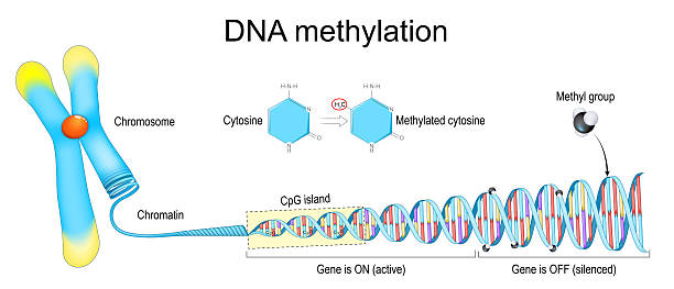 DNA Methylation vs Telomere Testing