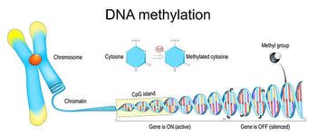 DNA Methylation vs Telomere Testing
