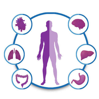 Book Full Body Checkup in Ghaziabad — Total Health Essentials At-Home Blood Test (60 Parameters) | ₹2,800