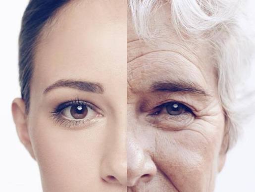 Biological Age Calculator: How to Calculate, Test, and Understand Your True Age