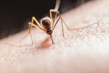 These are the 7 Warning Signs of Dengue Fever you Should Know