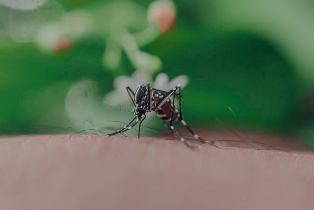 How do I Check if I have Malaria? What are the main Malaria Symptoms?