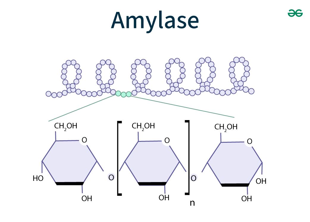 Amylase | Amylase Enzyme | Amylase Function | Pancreatic Amylase