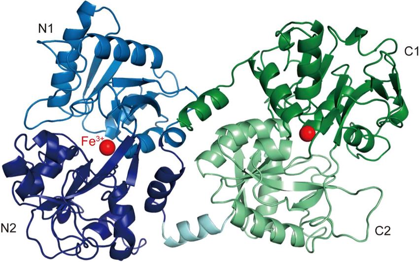Lactoferrin | Function of Lactoferrin |  Immune System Modulation