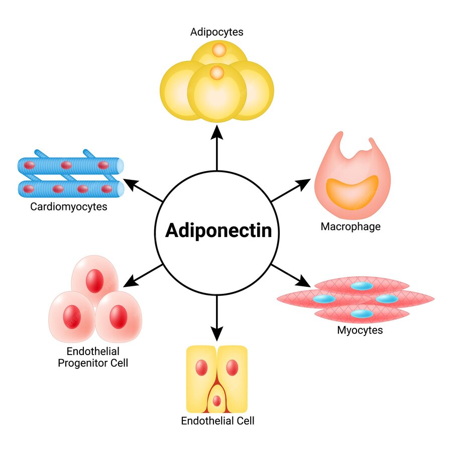 Adiponectin