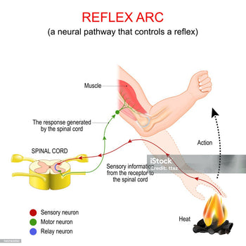 Reflex Action | Nerve Impulse | Reflex Arc | Central Nervous System 