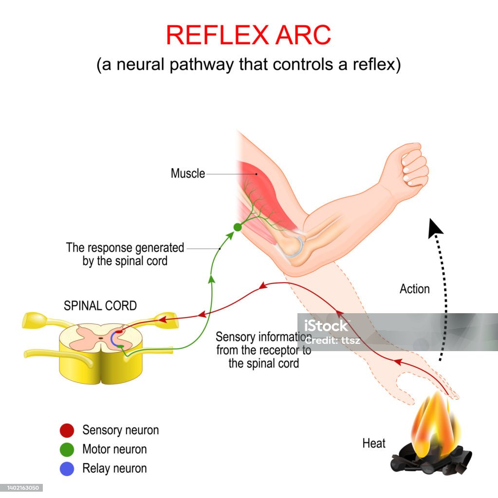 Reflex Action | Nerve Impulse | Reflex Arc | Central Nervous System 