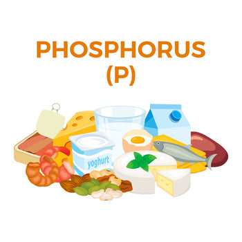 Phosphorus Normal Value: Understanding Your PO4 Blood Test Results