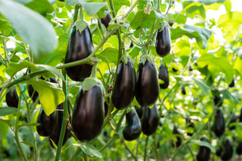 Brinjal Benefits: Discover the Nutritional Value and Health Advantages