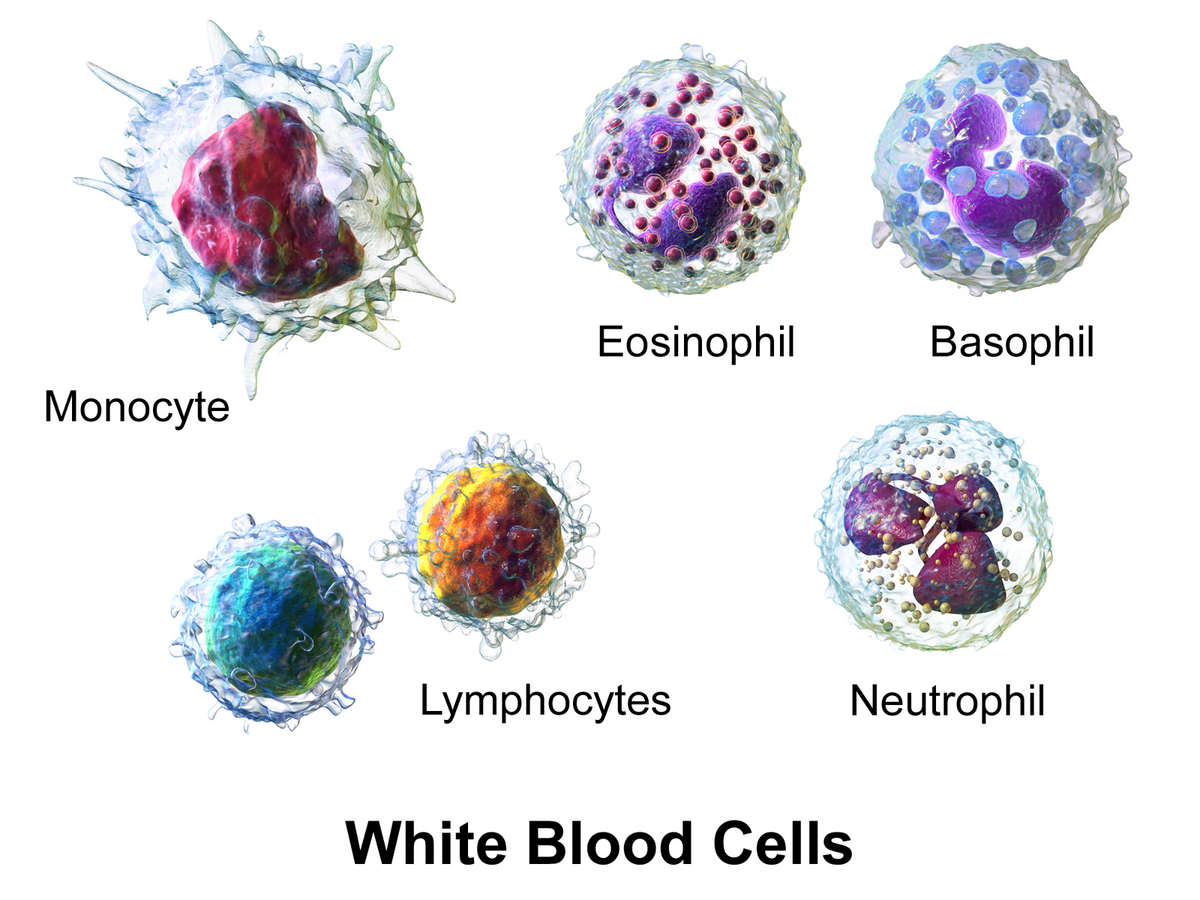 Total WBC Count – Normal Range, High & Low, Causes, and Management