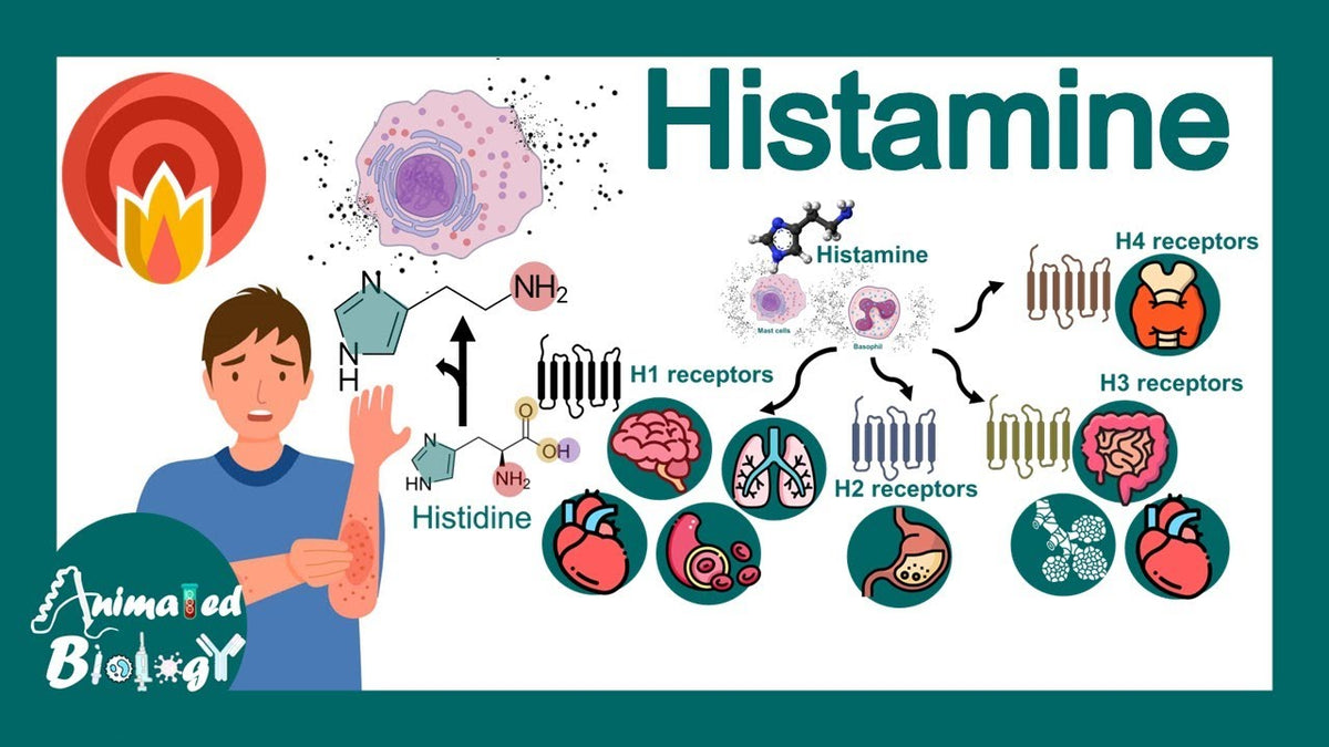 Histamine Intolerance – Symptoms, Tests, and Treatments