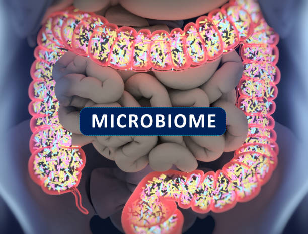 Gut Bacteria and Weight Loss