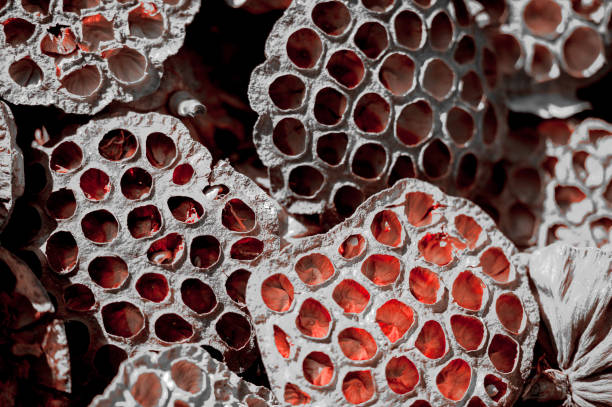 Trypophobia | Understanding the Fear of Holes 