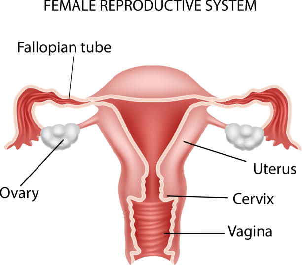 Explain Female Reproductive System: Structure  & Functions