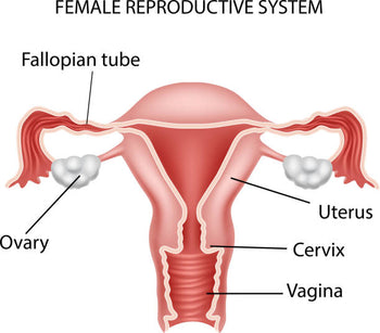 Explain Female Reproductive System: Structure  & Functions