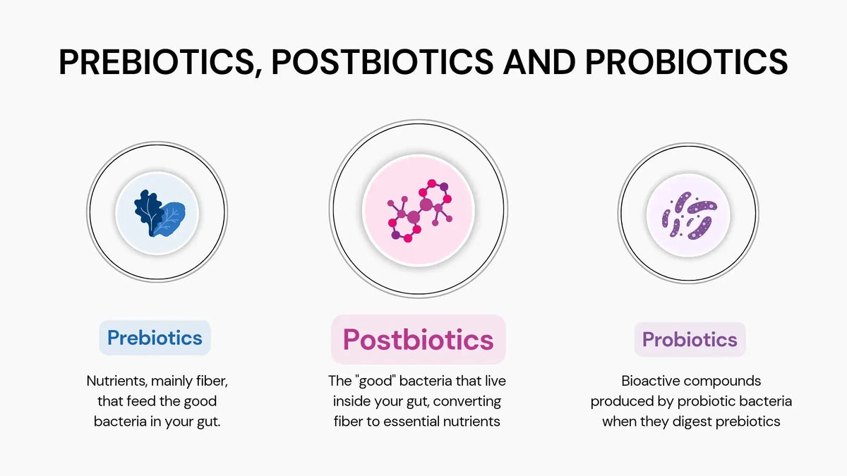 Postbiotics vs Probiotics vs Prebiotics: What’s the Difference?
