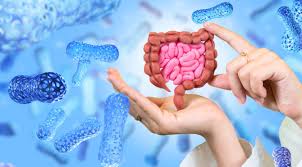 What is Gut Health? A Beginner-Friendly Guide