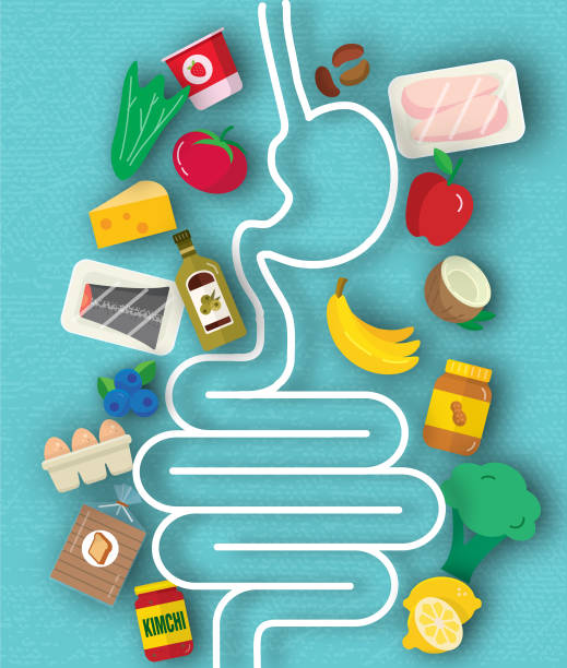 Fasting for Gut Health – How Long, Benefits & Gut Repair 