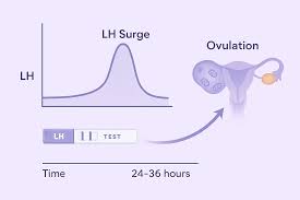 LH Surge Definition: How LH Levels Predict Your Most Fertile Window