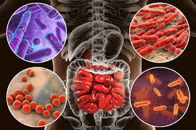 Gut Health and Immunity: How the Microbiome Shapes Your Immune System and Full-Body Health