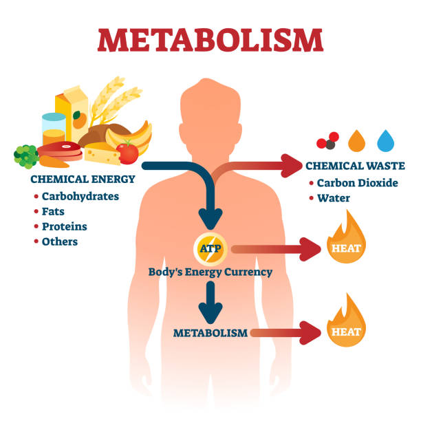 Metabolism after 30 and 40